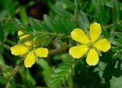 Phytotherapie